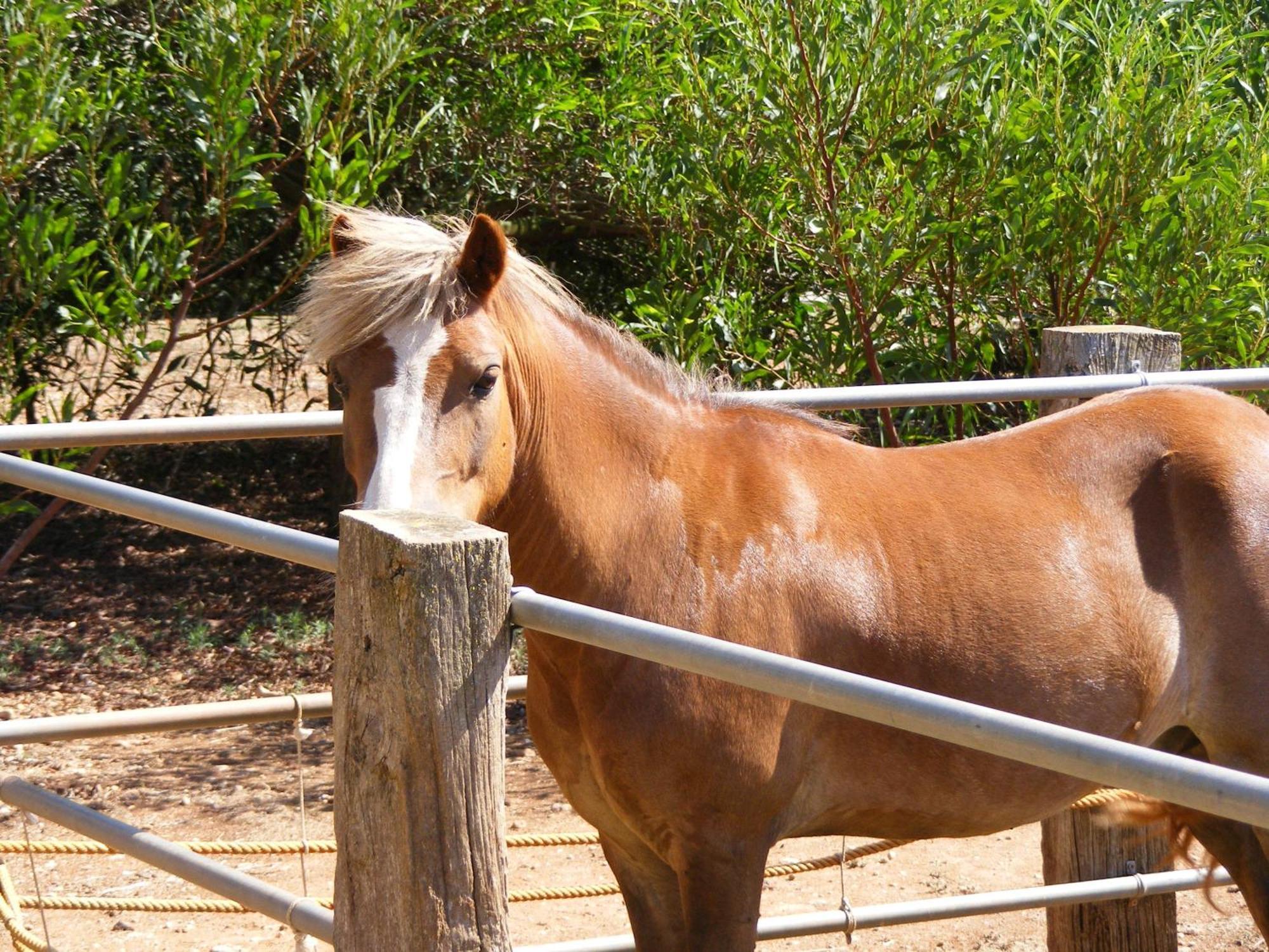 Agroturismo Finca Sant Blai Campos  Buitenkant foto
