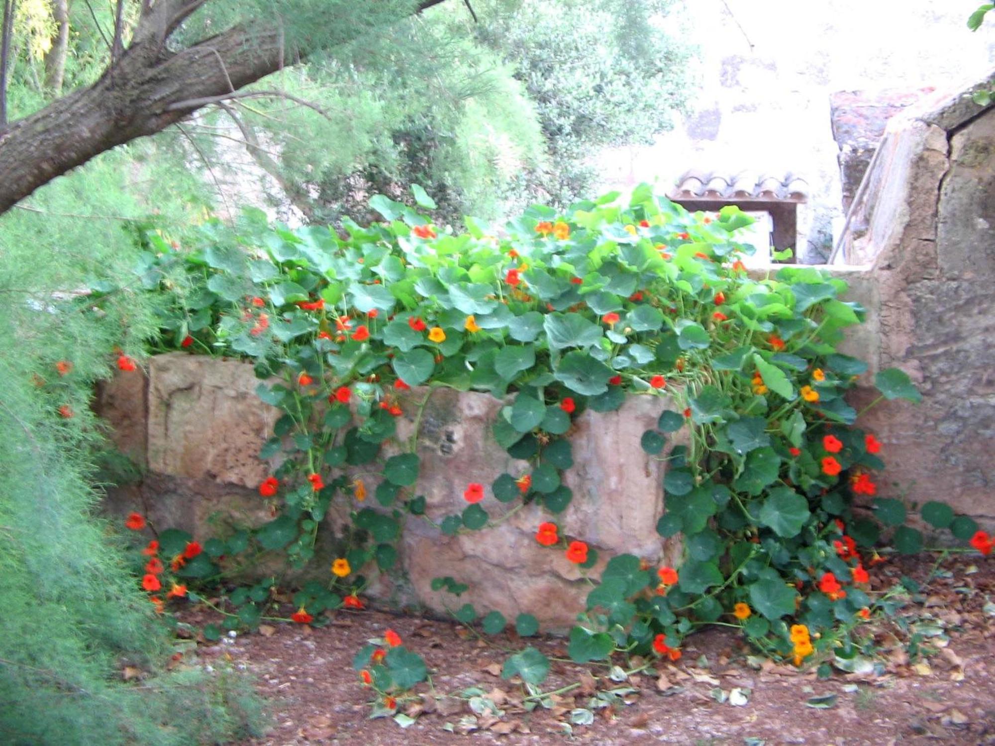 Agroturismo Finca Sant Blai Campos  Buitenkant foto
