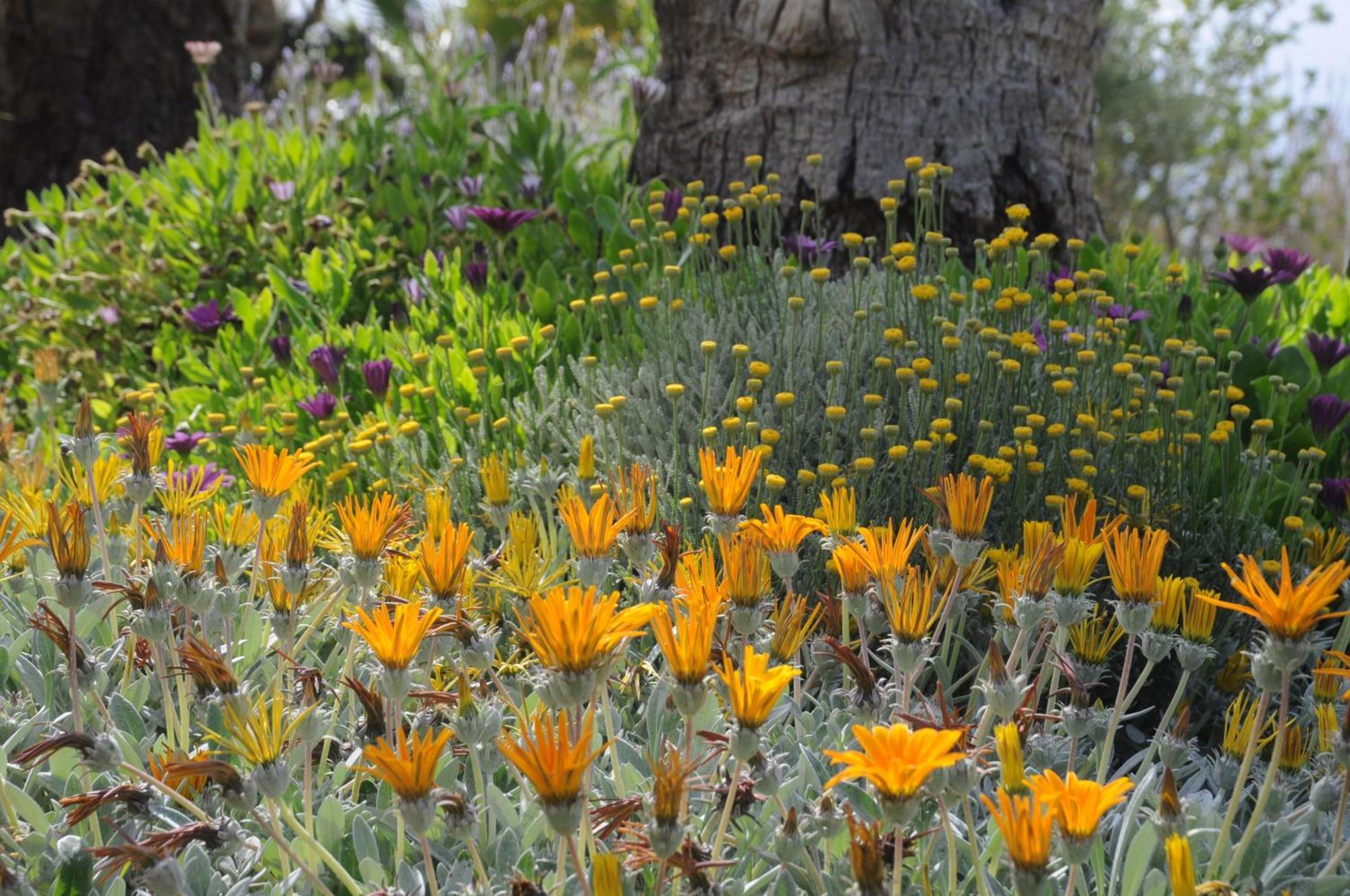 Agroturismo Finca Sant Blai Campos  Buitenkant foto