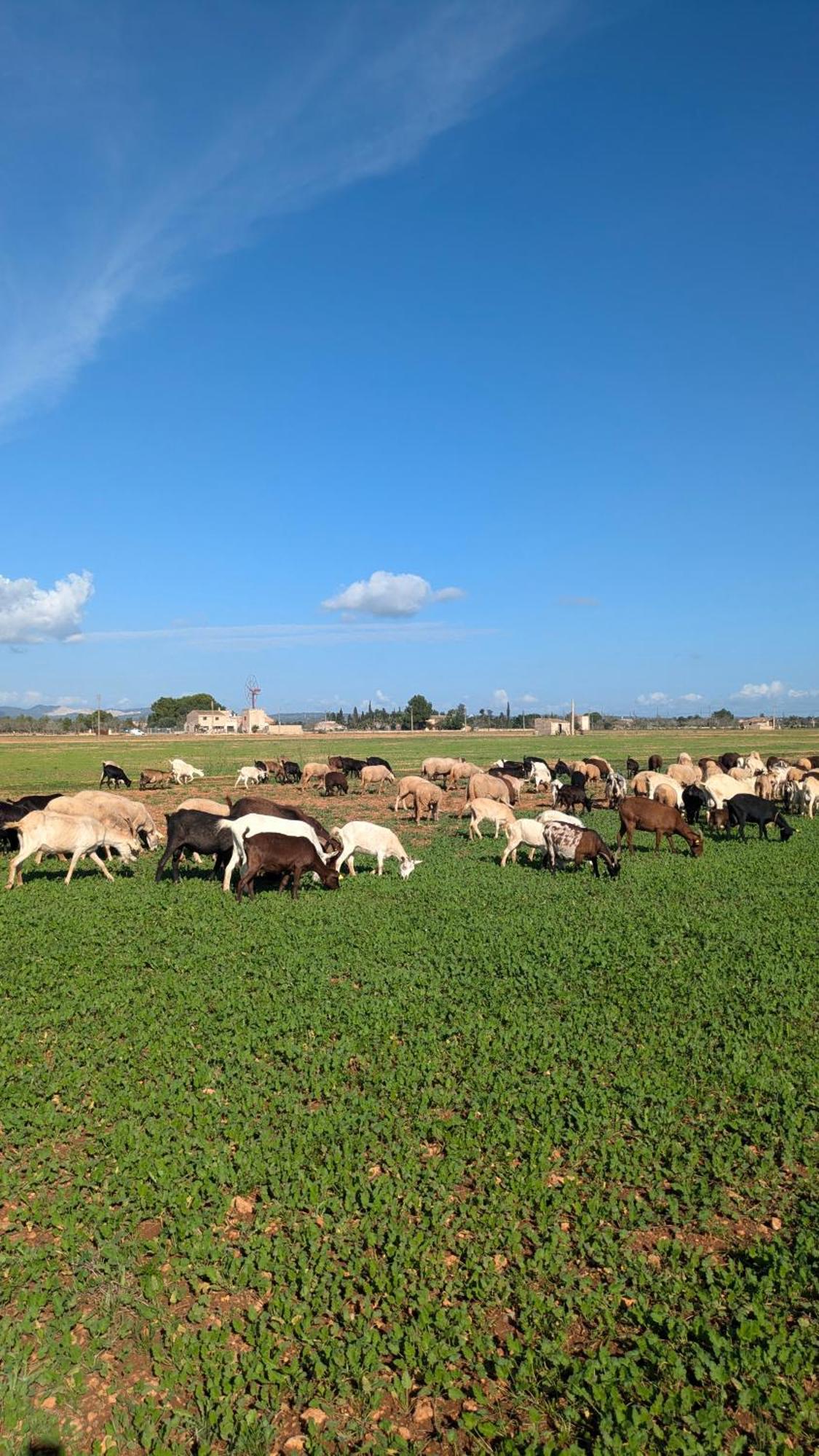 Agroturismo Finca Sant Blai Campos  Buitenkant foto