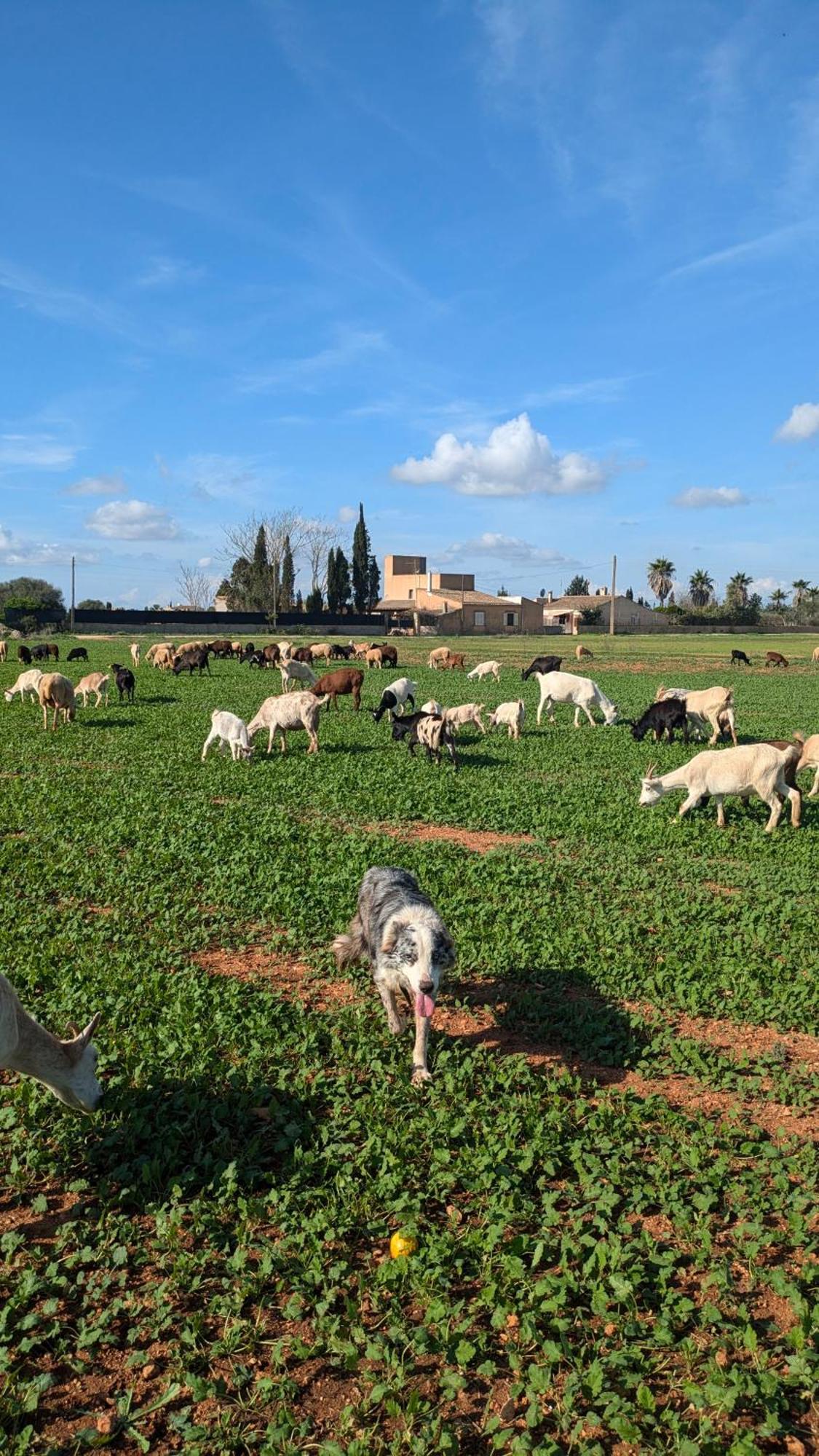 Agroturismo Finca Sant Blai Campos  Buitenkant foto