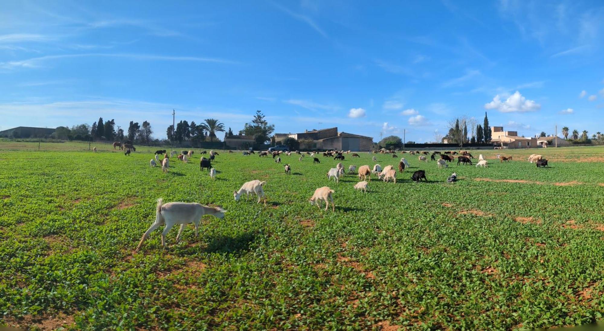 Agroturismo Finca Sant Blai Campos  Buitenkant foto