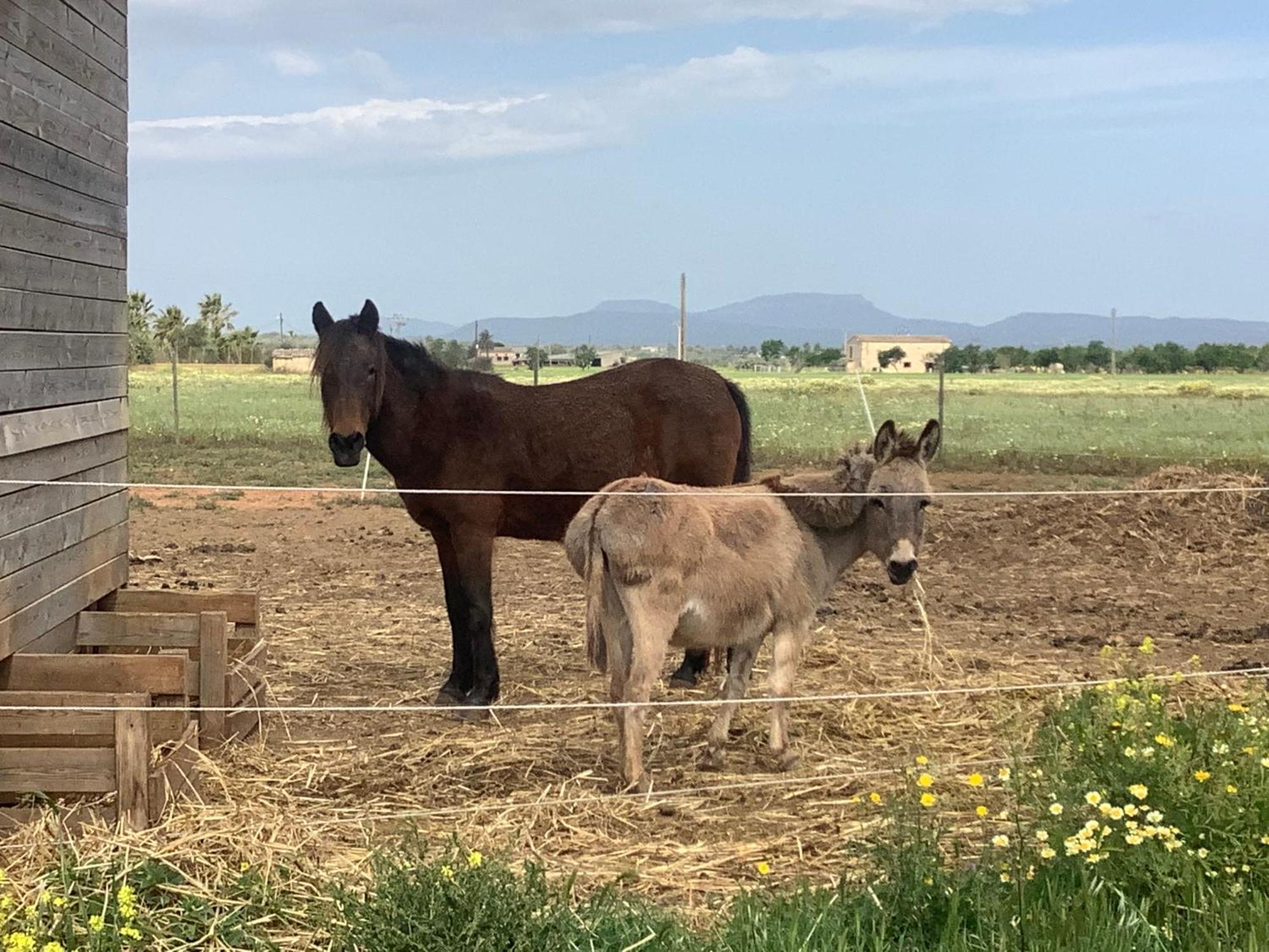 Agroturismo Finca Sant Blai Campos  Buitenkant foto