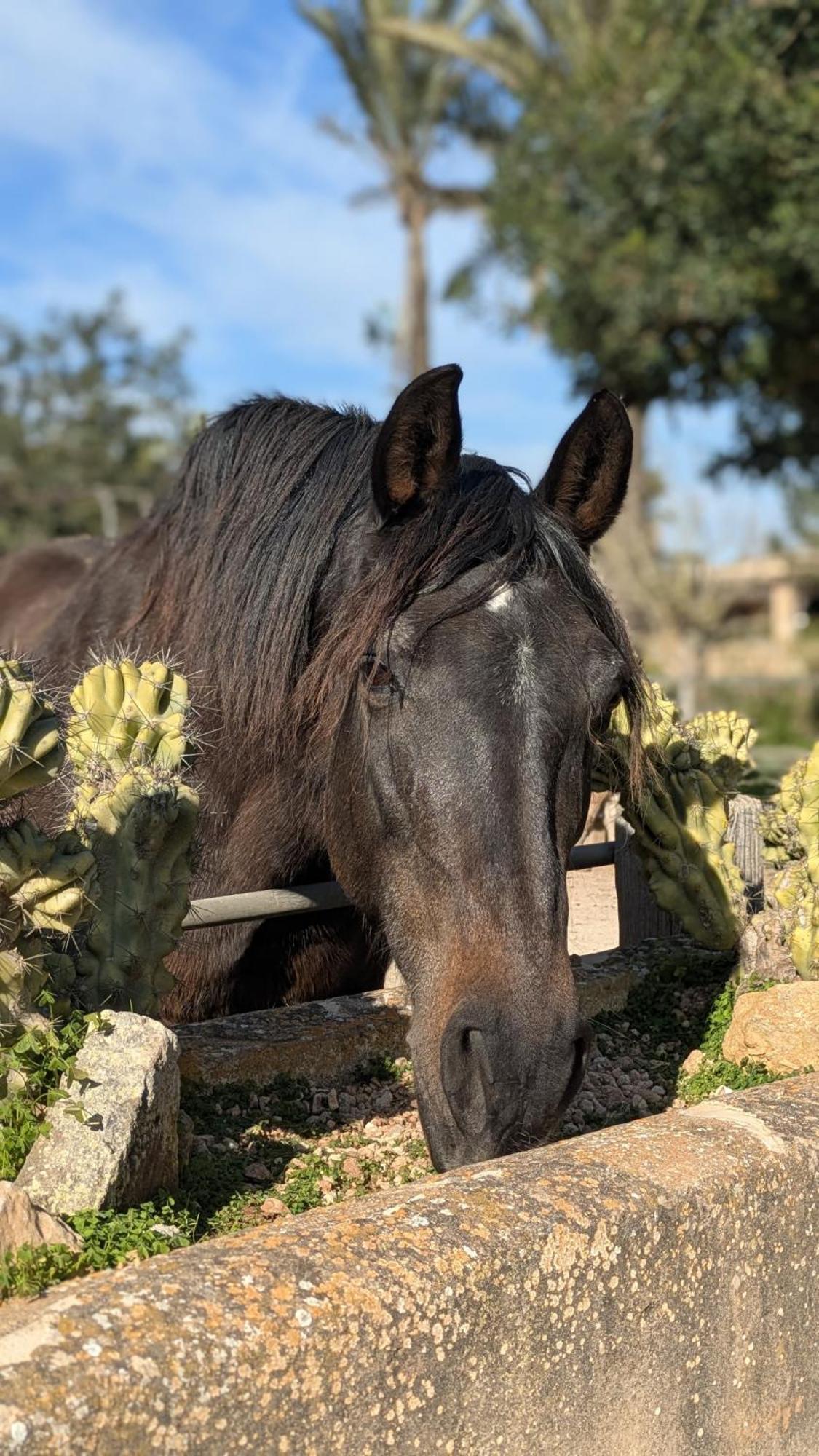 Agroturismo Finca Sant Blai Campos  Buitenkant foto