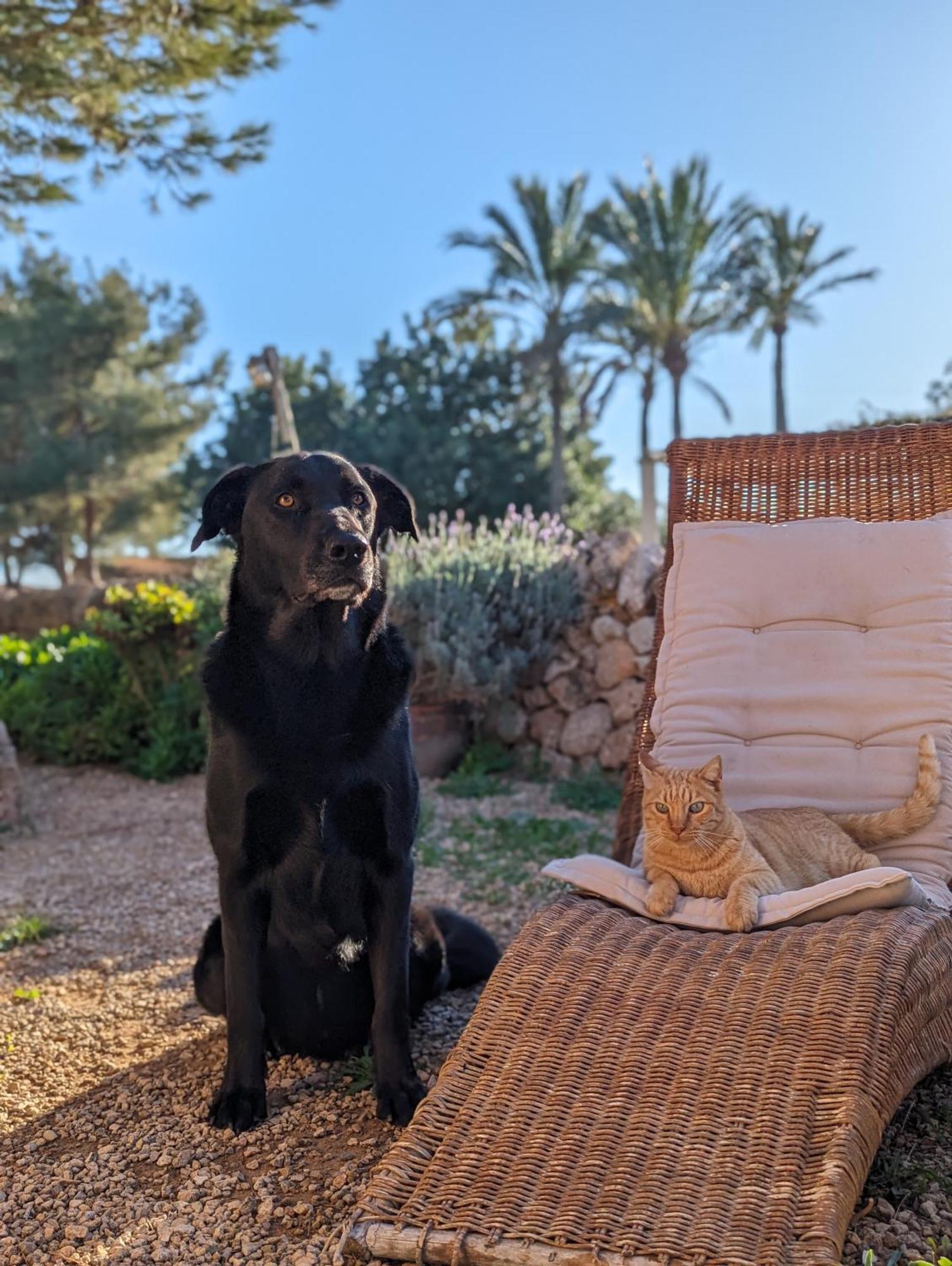 Agroturismo Finca Sant Blai Campos  Buitenkant foto
