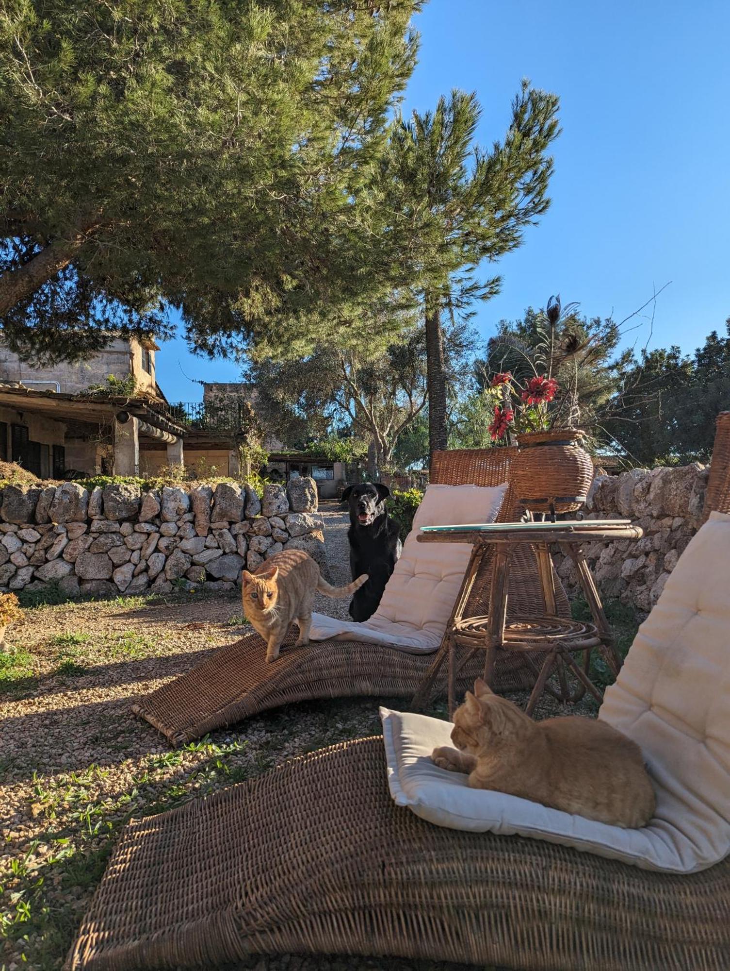 Agroturismo Finca Sant Blai Campos  Buitenkant foto